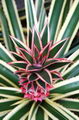 Ivory Pineapple